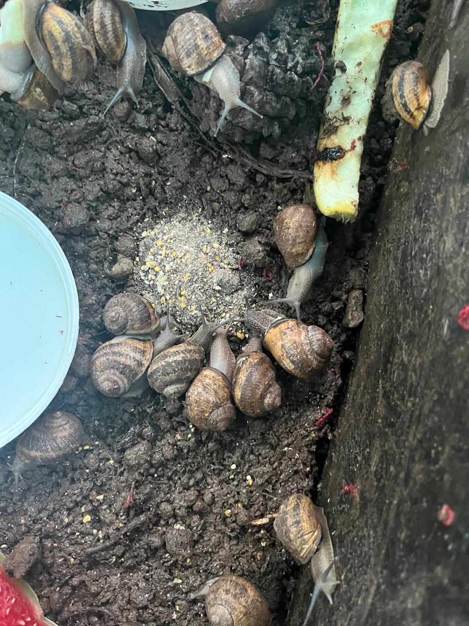 Farm Snails