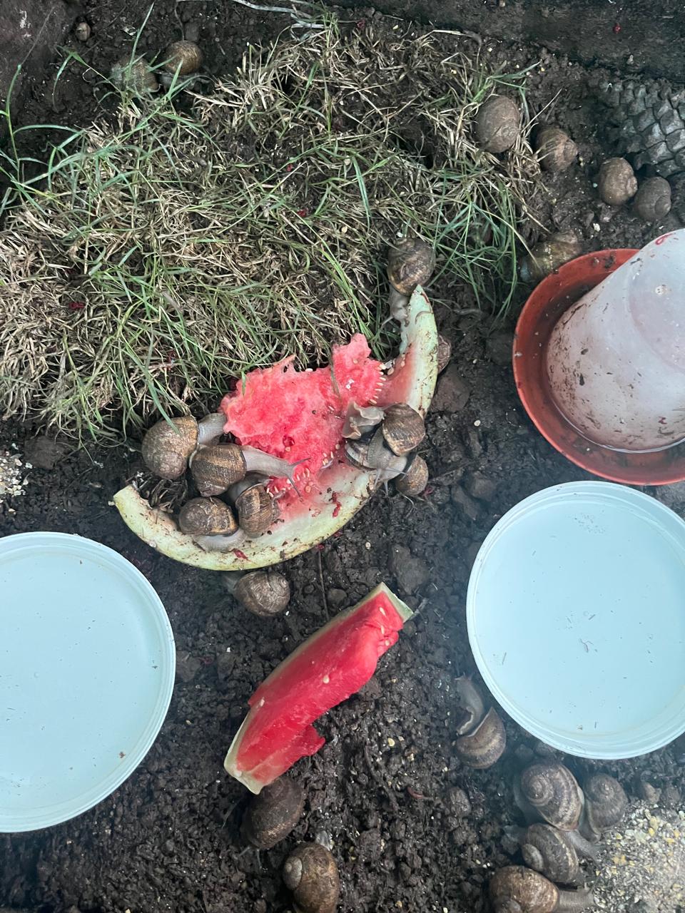 Premium Farm Snails